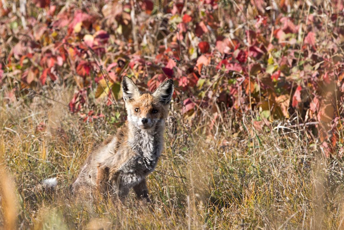 Fuchs