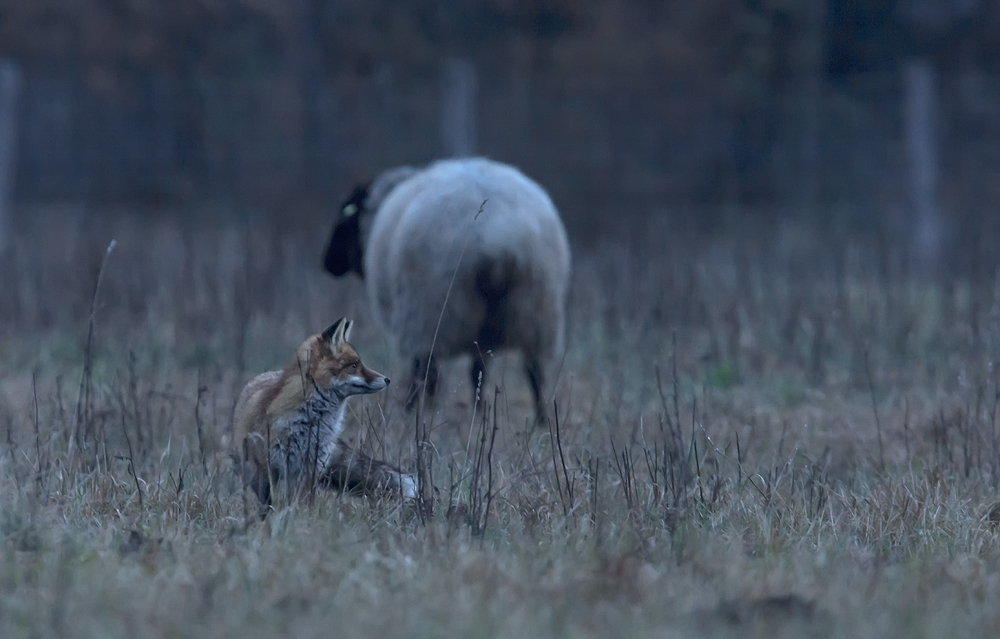 Fuchs
