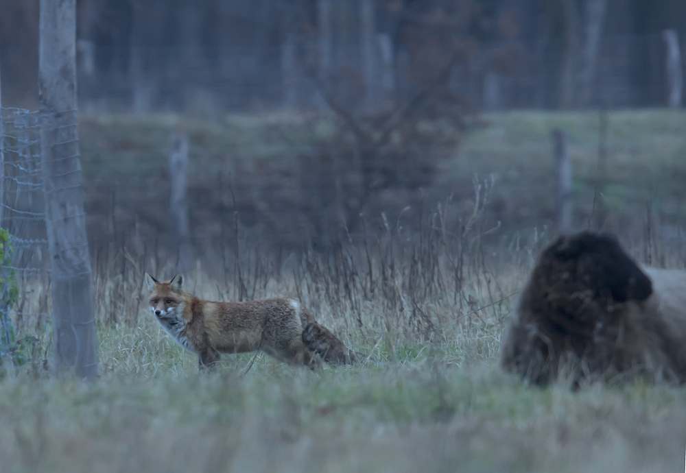 Fuchs