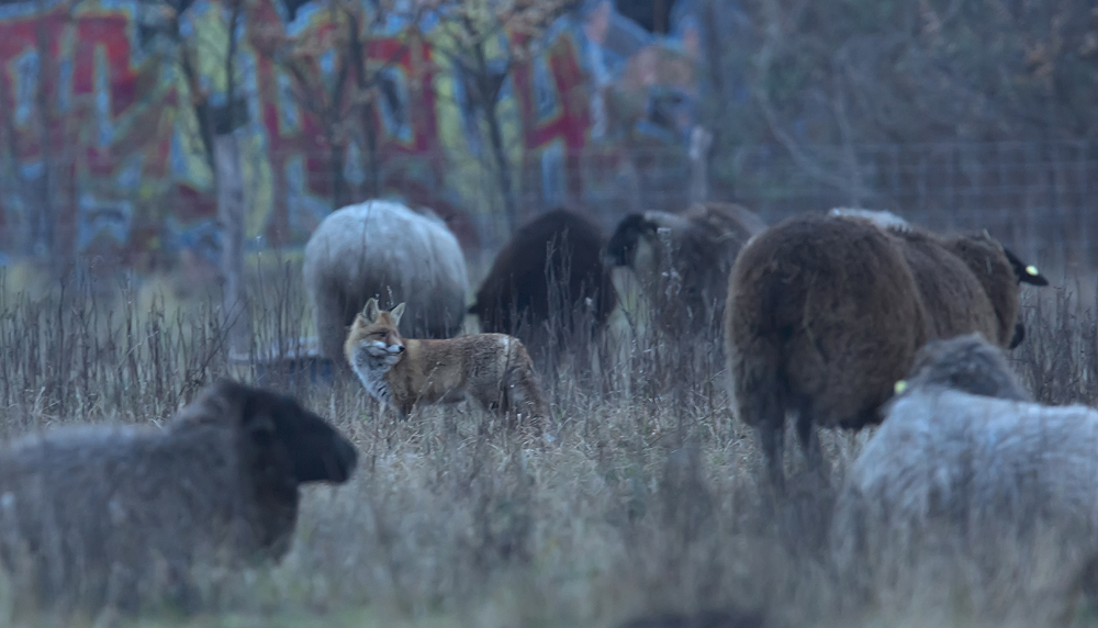 Fuchs