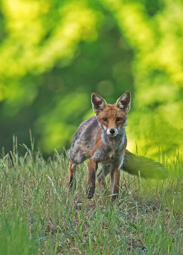 Fuchs