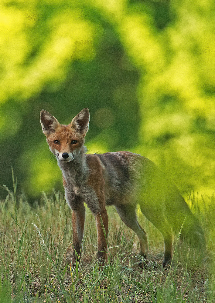 Fuchs