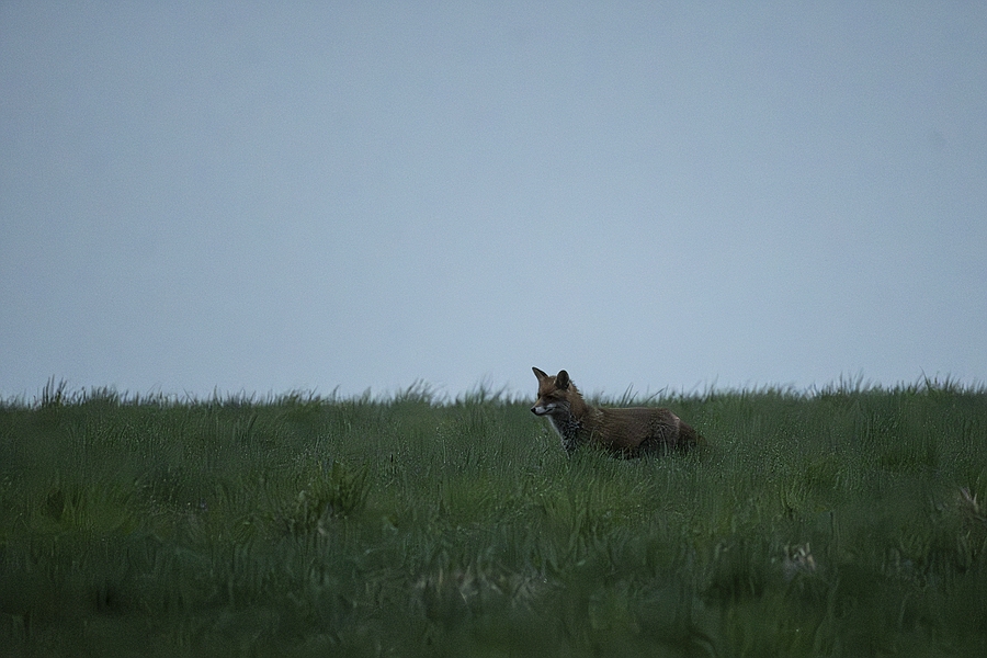 Fuchs