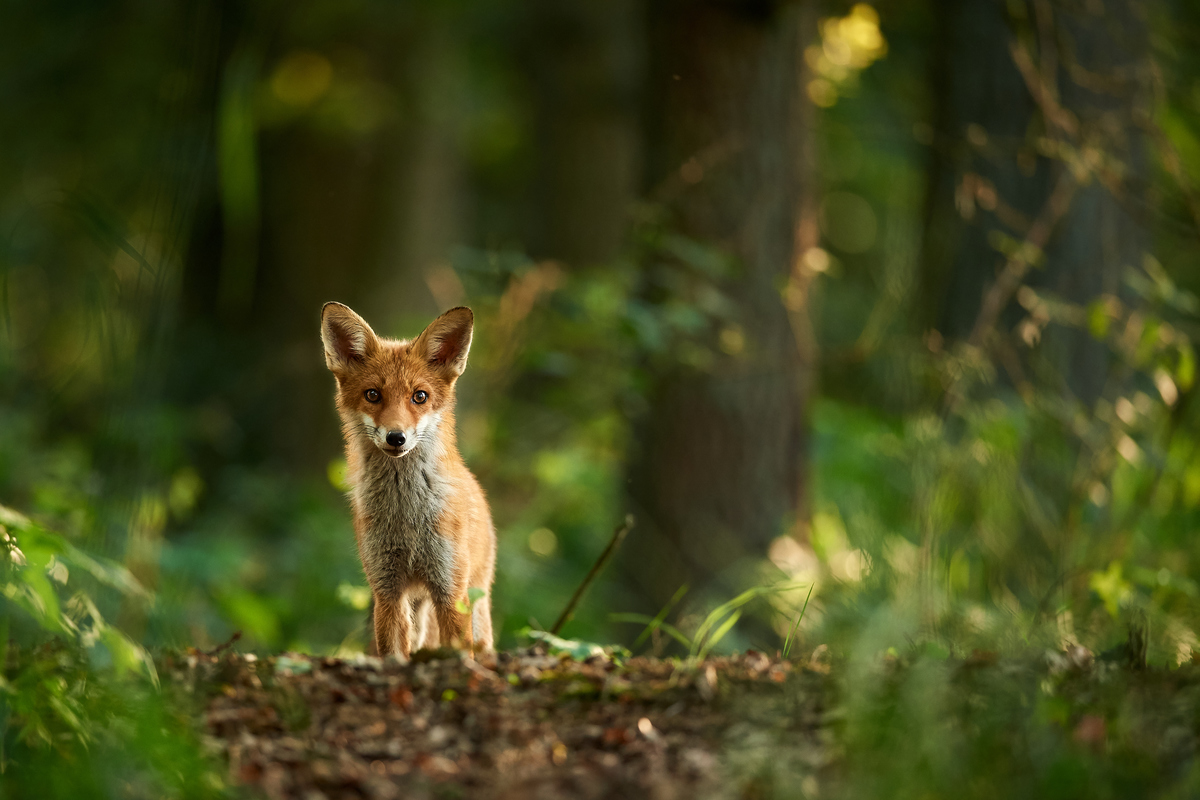 Fuchs1.jpg