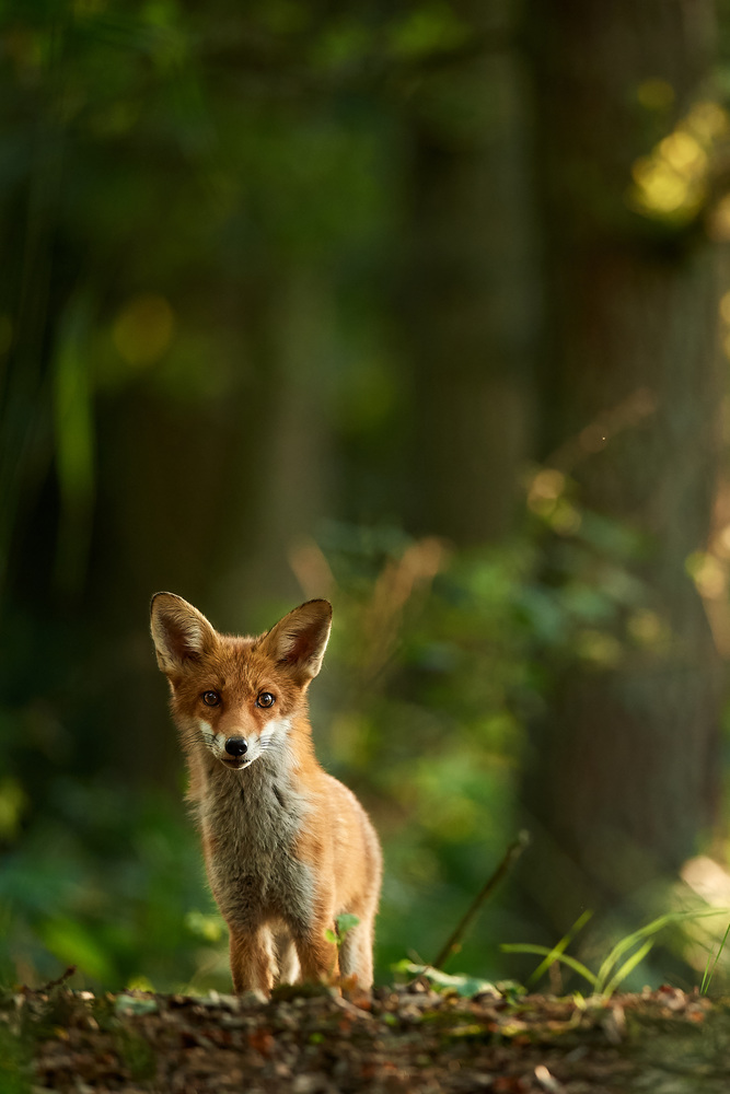 Fuchs2.jpg