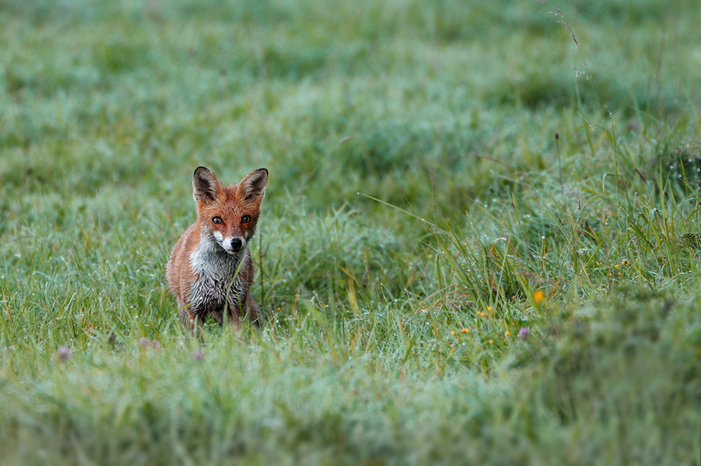 Fuchs3555