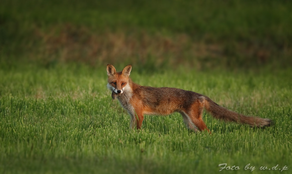 fuchs4