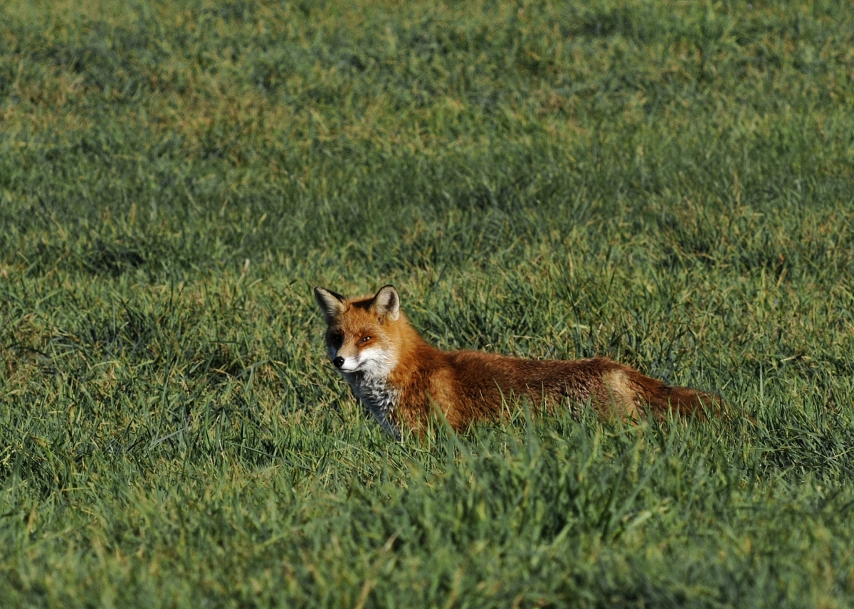 fuchs_01.jpg