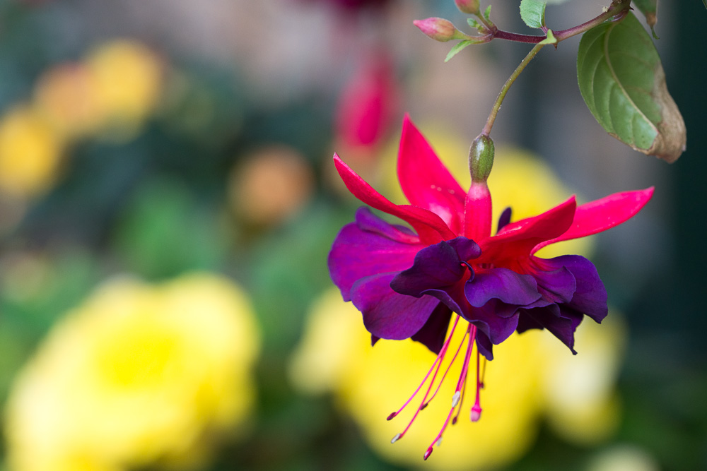 Fuchsie 1