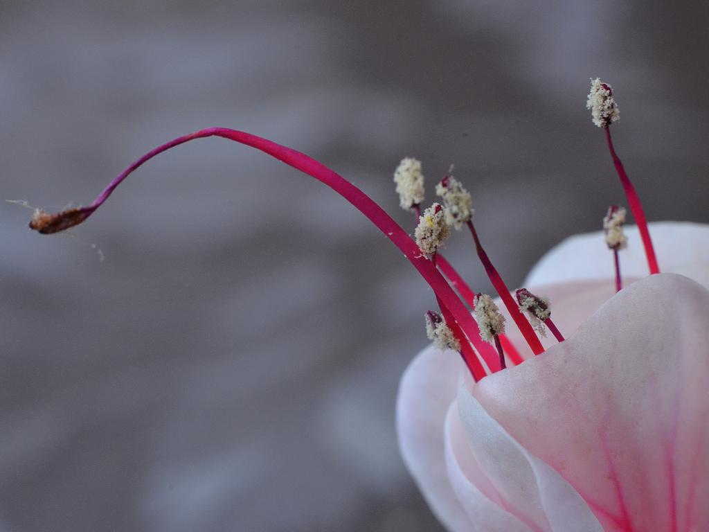 Fuchsie