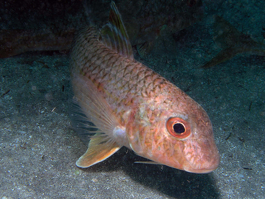 Fuerteventura