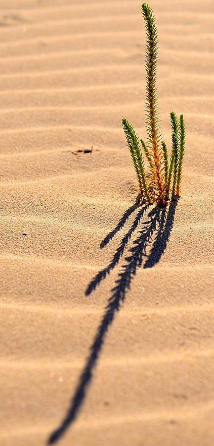 Fuerteventura