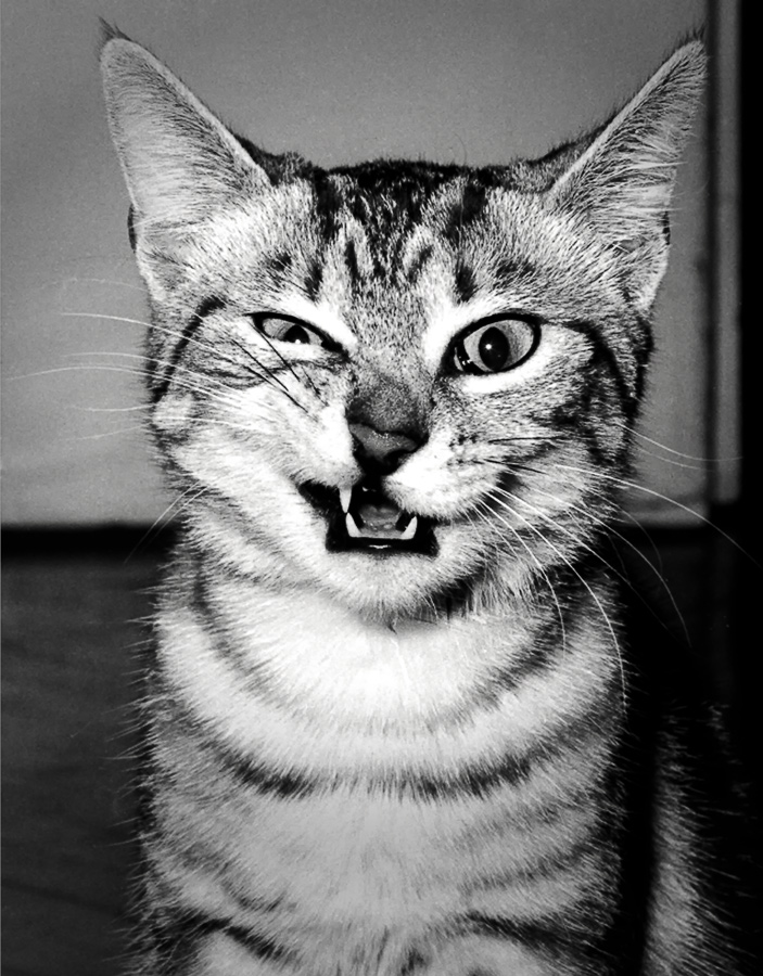 funny face