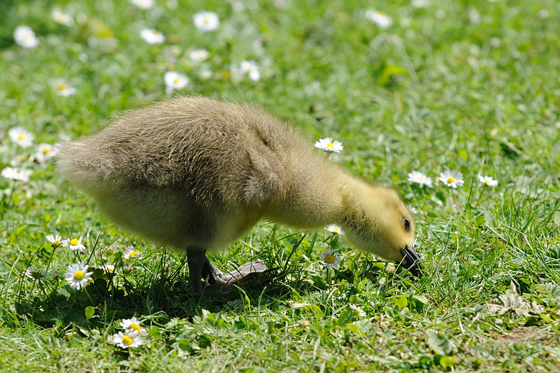 Futtersuche01