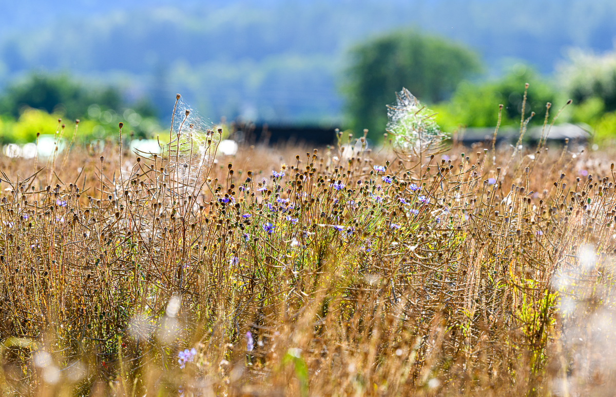 FX8_7932-1.jpg
