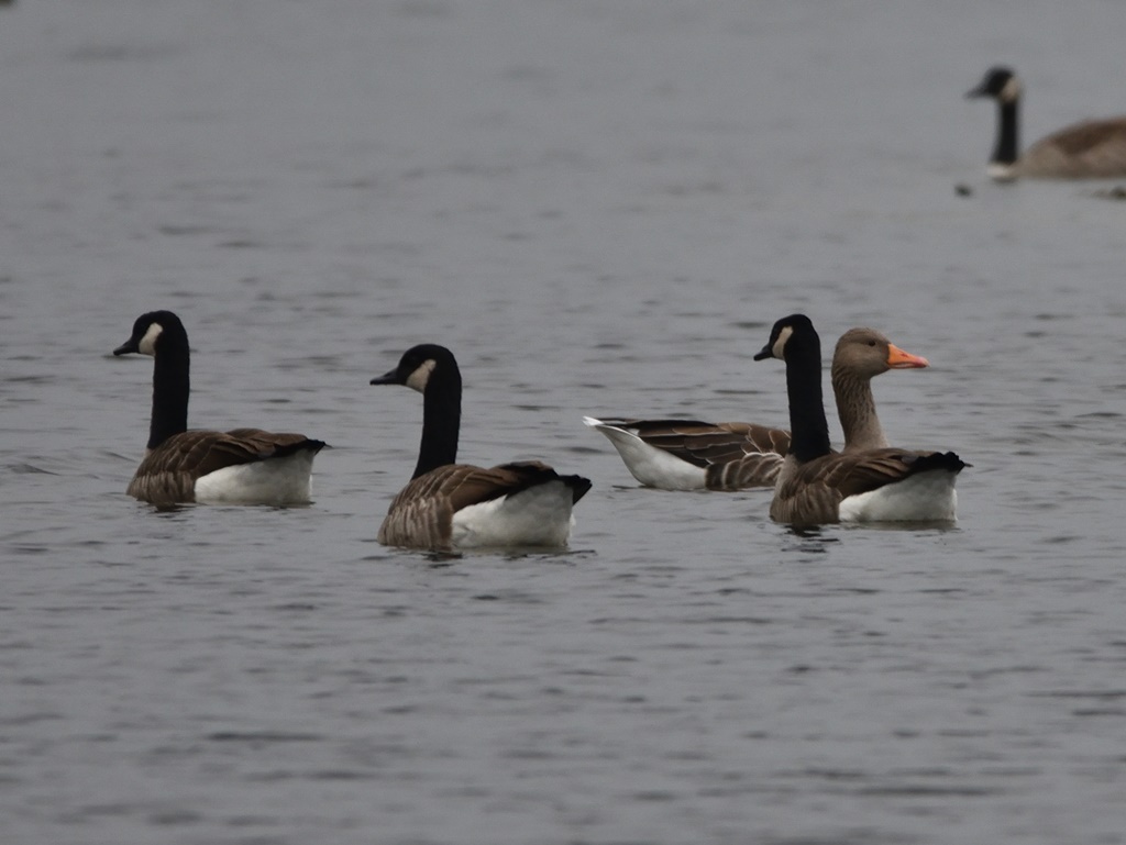 Gänse 1