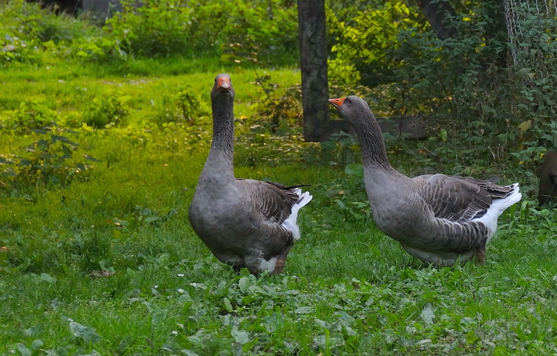 Gänse im Gespräch