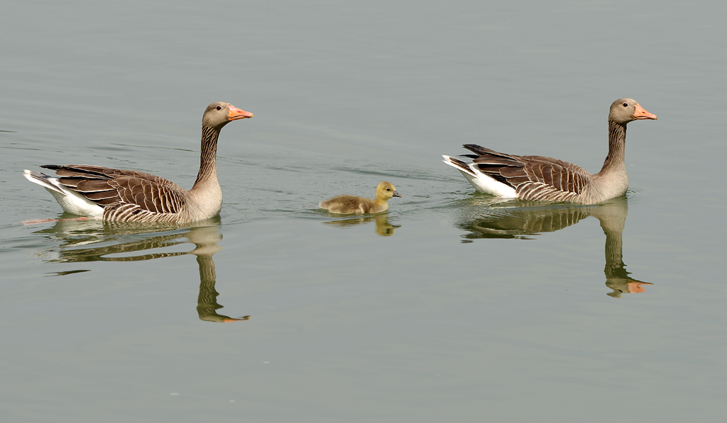 Gänse,Ingelheim Mai,2012 1k