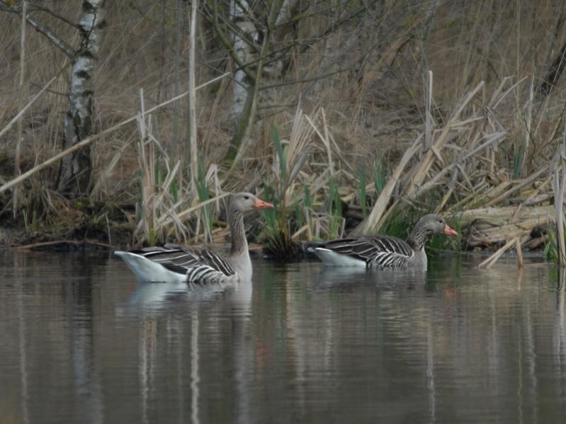 Gänse