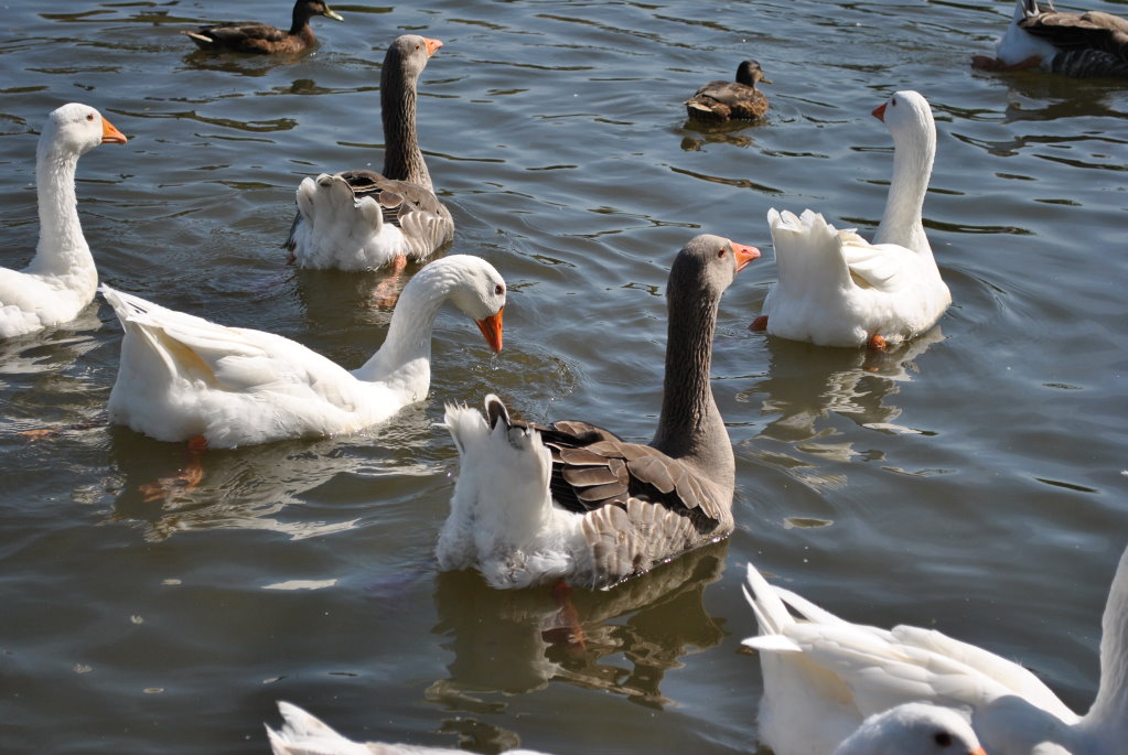 Gänse