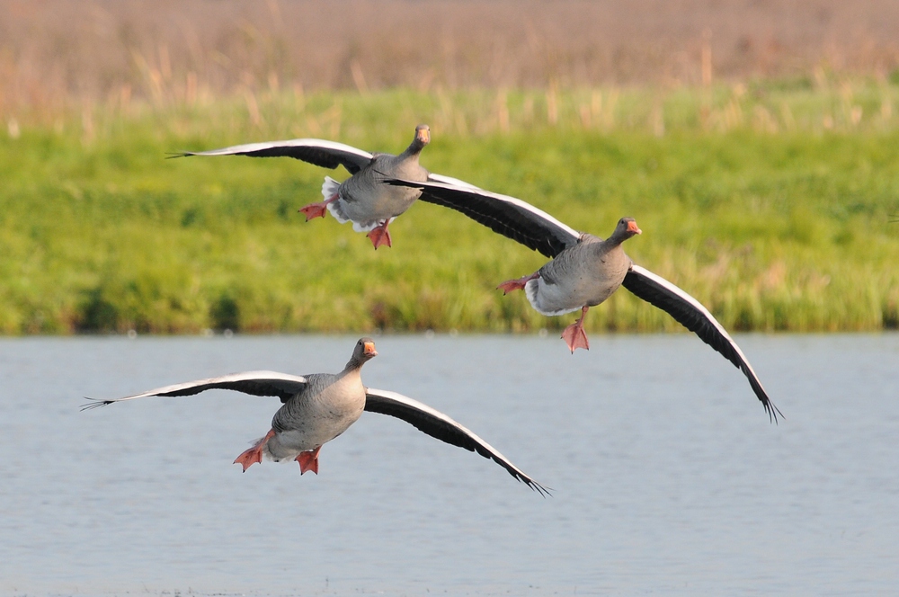 Gänseanflug