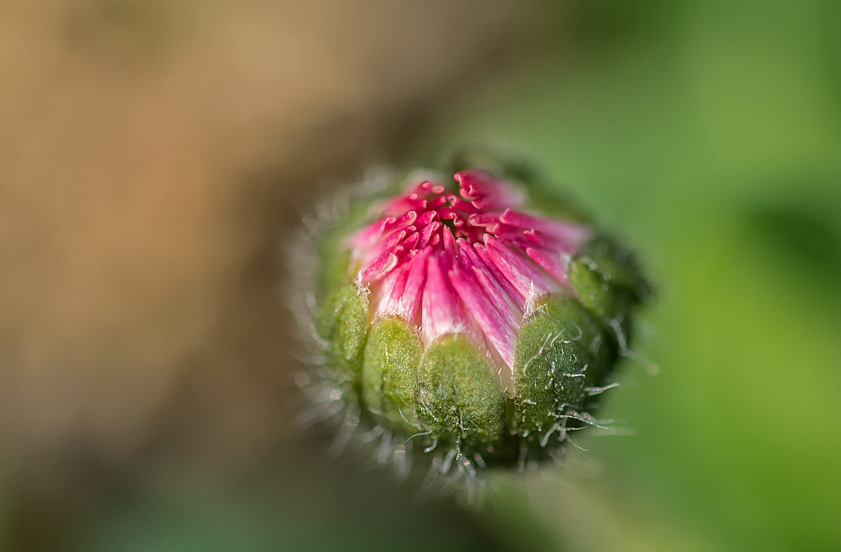 Gänseblümchen 1
