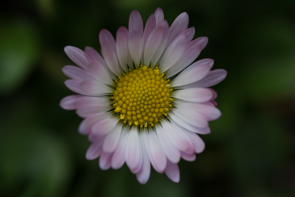 Gänseblümchen 1_.jpg