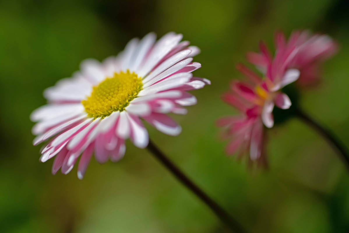 Gänseblümchen 4.jpg