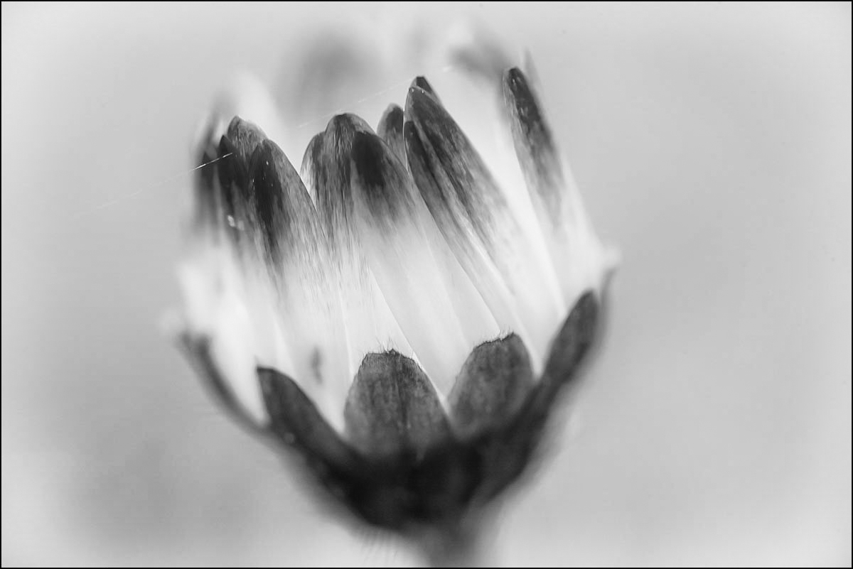 Gänseblümchen BW (1 von 1).jpg