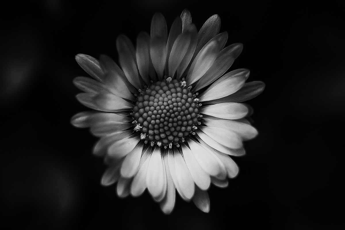 Gänseblümchen BW.jpg
