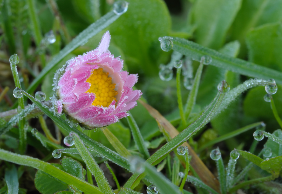 Gänseblümchen f40 1,3s iso100