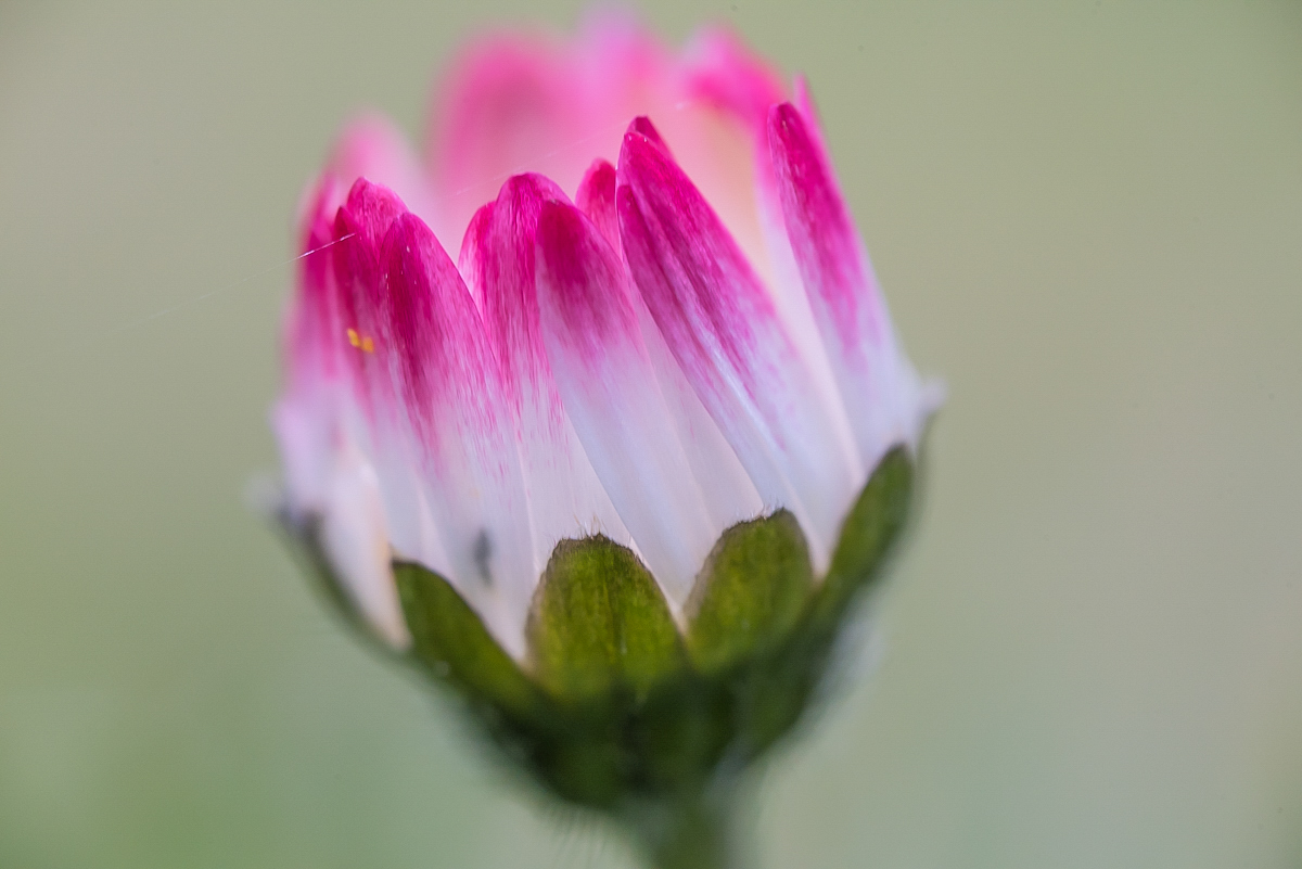 Gänseblümchen - heute geschlossen (1 von 1).jpg