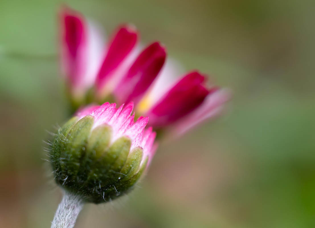 Gänseblümchen.jpg