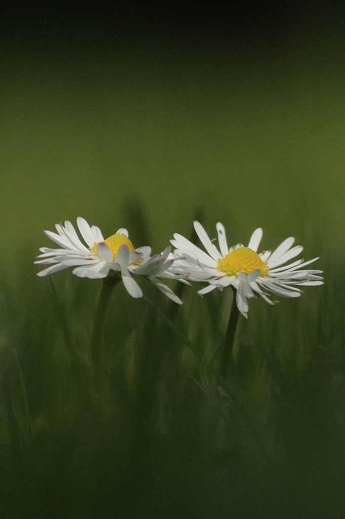 Gänseblümchen klein