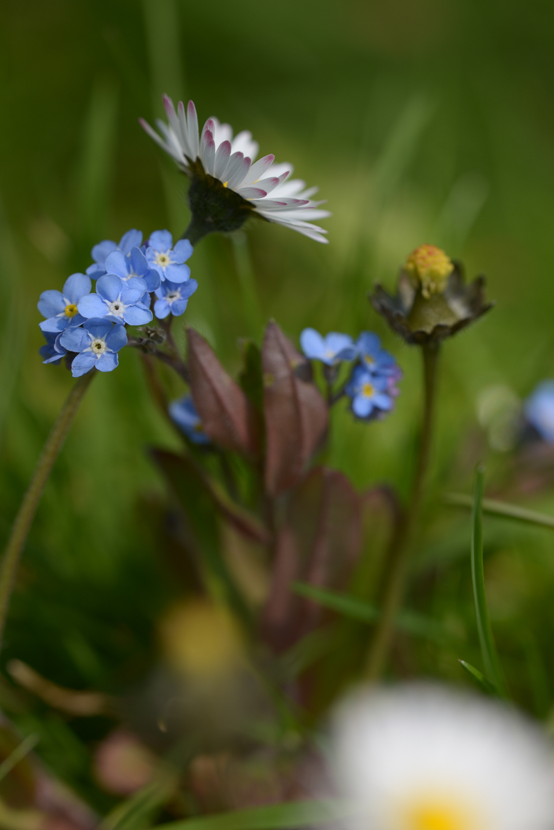 Gänseblümchen und Freunde