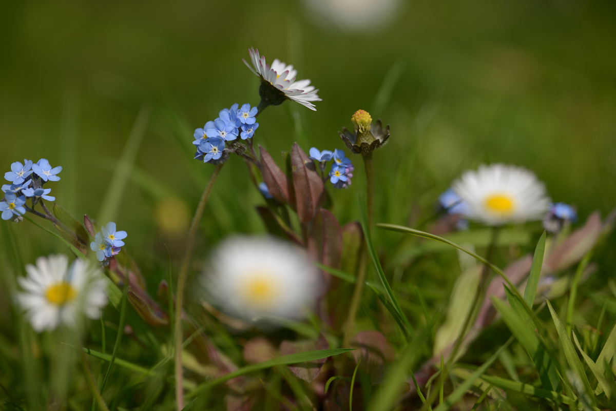 Gänseblümchen und Freunde