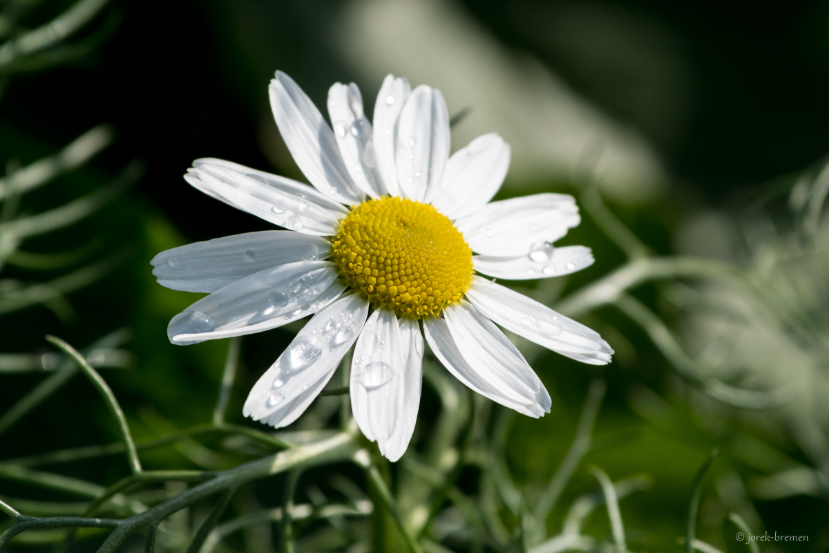 Gänseblümchen