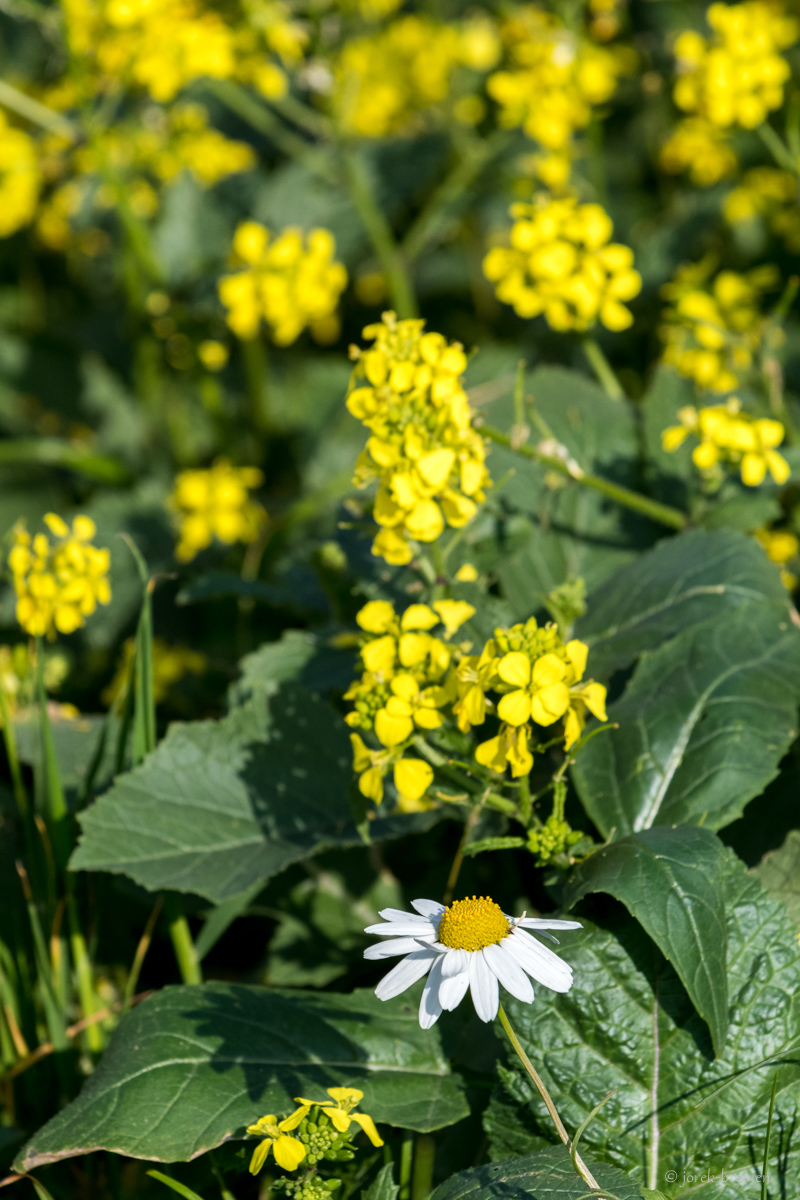 Gänseblümchen
