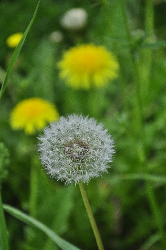 Gänseblume - nachher und vorher