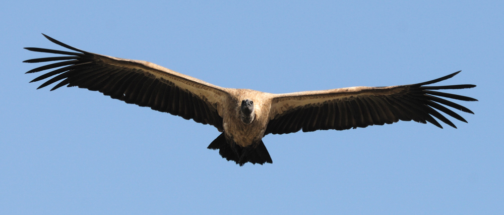 Gänsegeier im Flug