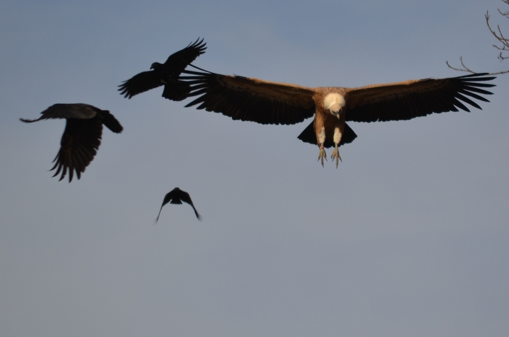 Gänsegeier mit Rabenkrähen