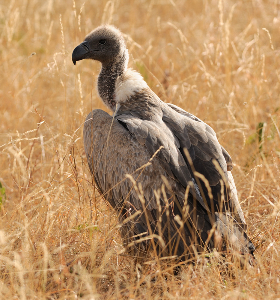 Gänsegeier