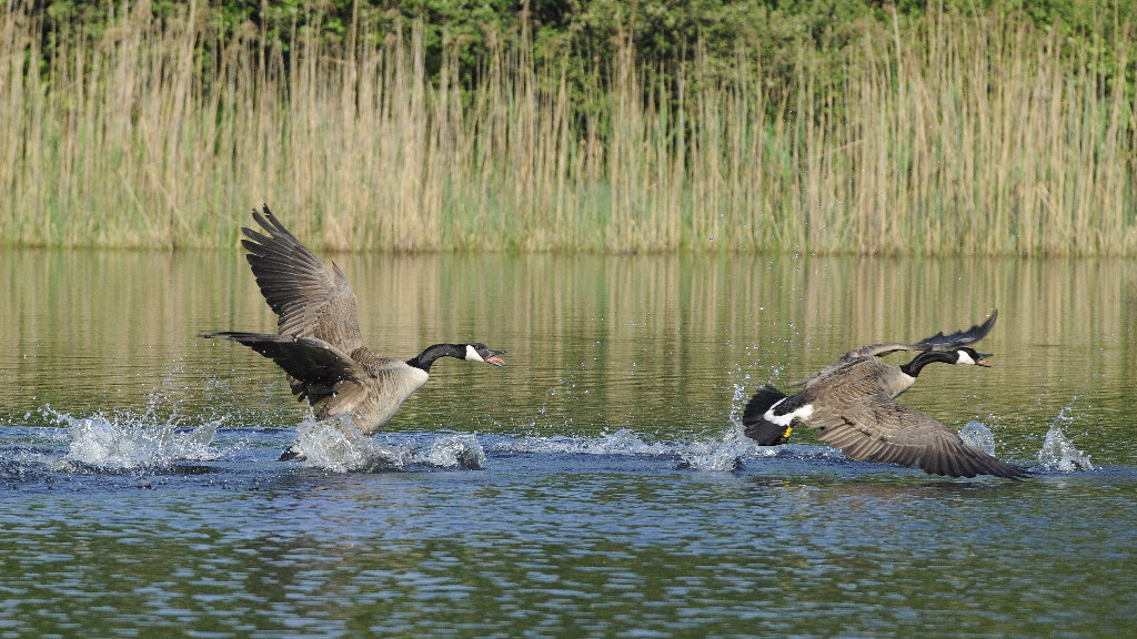 Gänsejagd 2