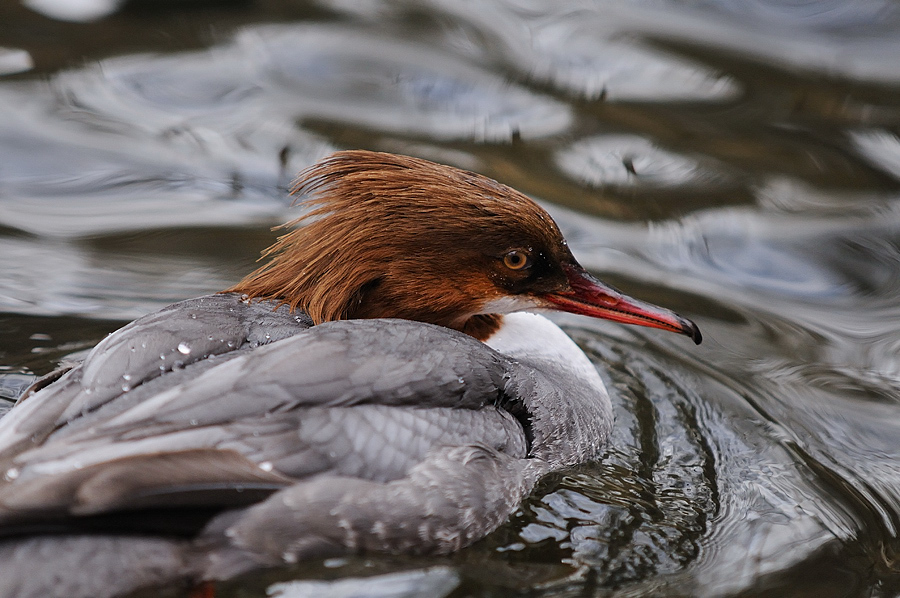Gänsesäger weibl.
Nordamerika
Tiergarten Nürnberg