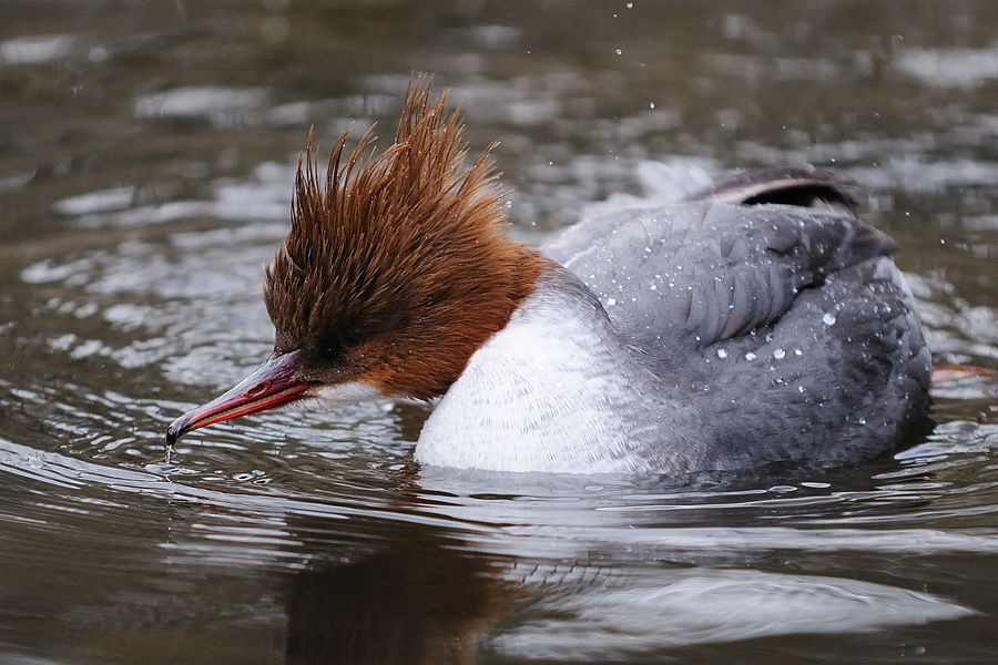 Gänsesäger weibl.
Nordamerika
Tiergarten Nürnberg