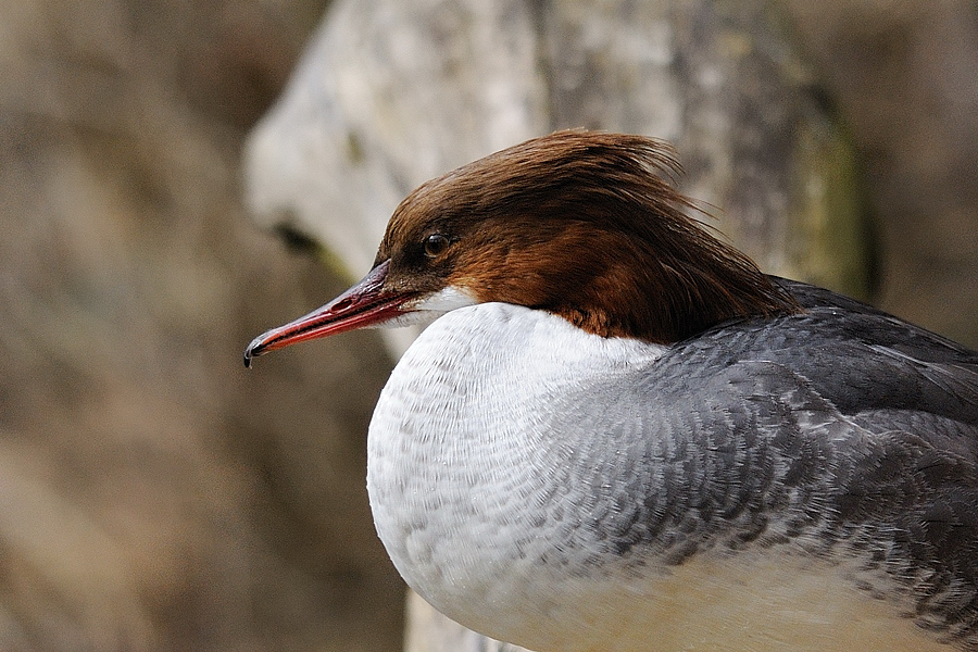 Gänsesäger weibl.
Nordamerika
Tiergarten Nürnberg