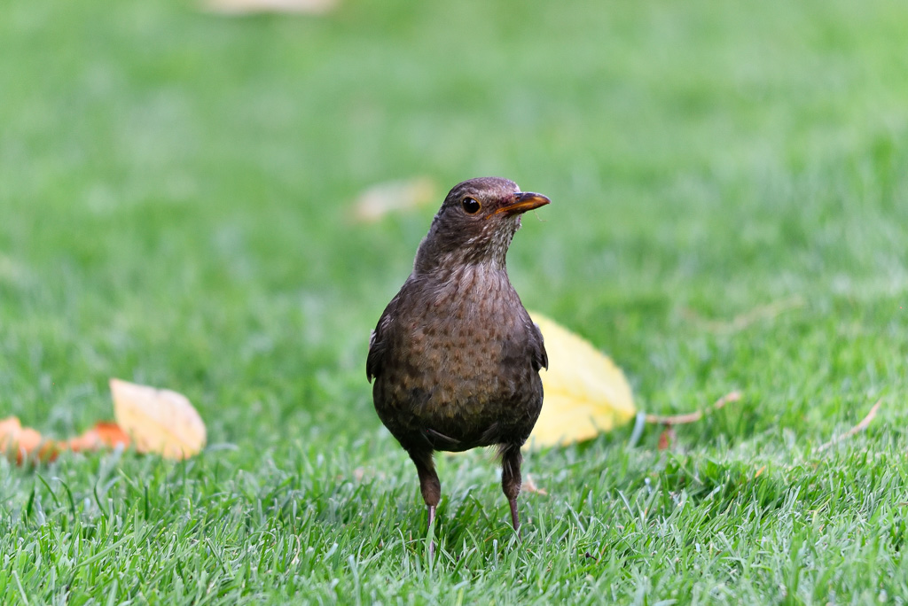 Gäste im Garten