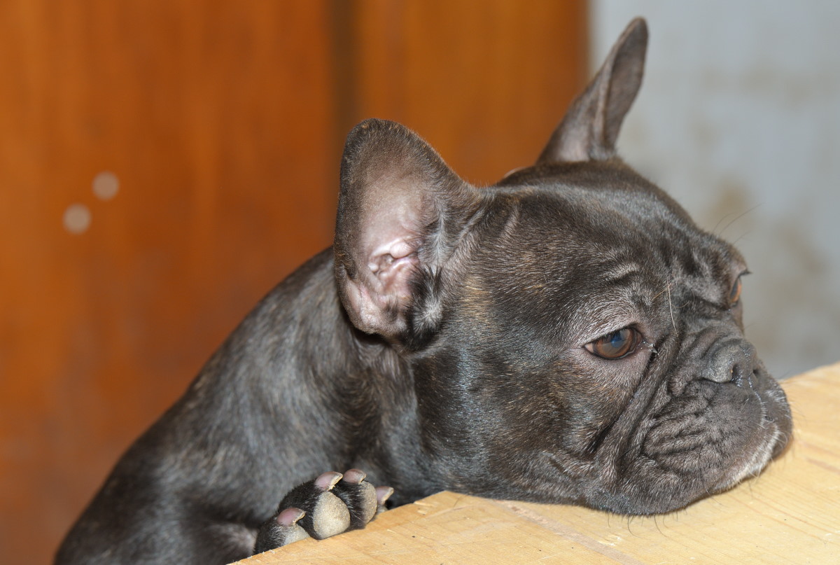 g bully 4