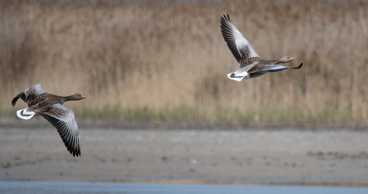 Gänse Im Flug-.jpg