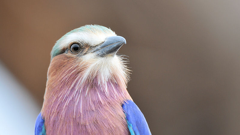 Gabelracke
Lilac Breasted Roller
1200